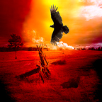 vulture over desert