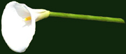 ihlukwe lily